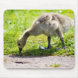 Canada Goose Gosling Mousepad