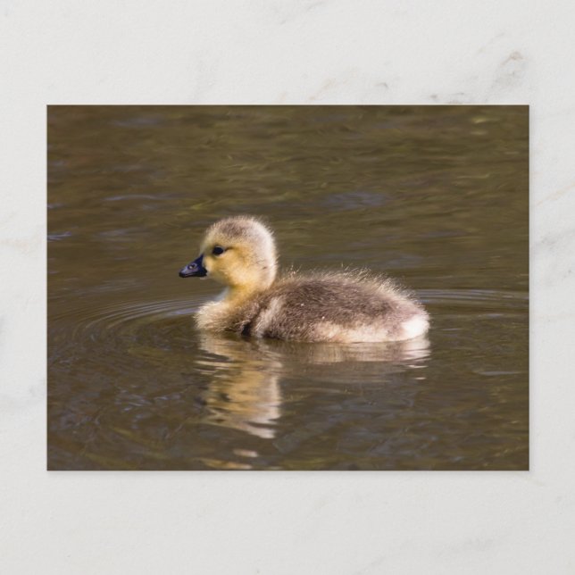 Canada Goose Gosling Postkarte (Vorderseite)