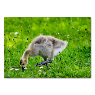 Canada Goose Gosling Tischnummer
