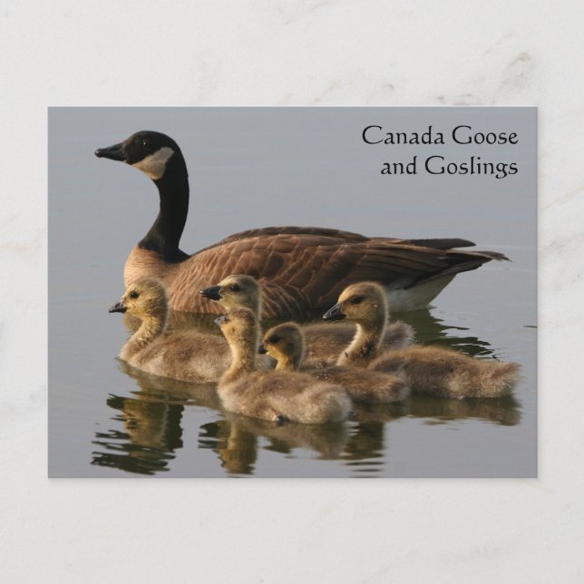 Canada Goose & Goslings Wildlife Series # 17 Postkarte (Vorderseite)