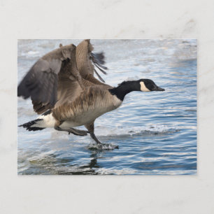 Canada goose Landing on winter lake Postkarte