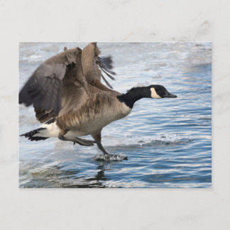 Canada goose Landing on winter lake Postkarte