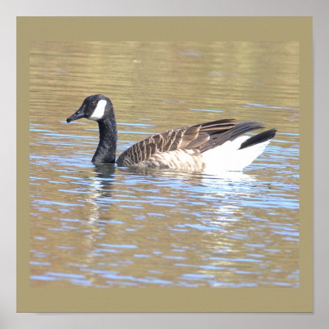 Canada Goose Poster (Devant)