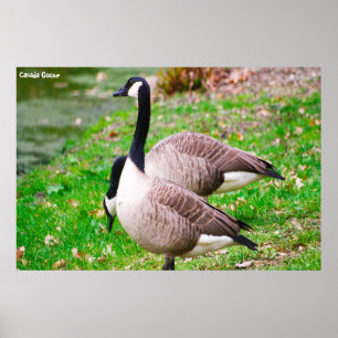 Canada Goose Poster