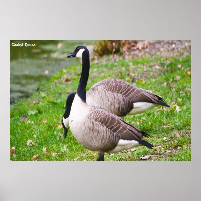 Canada Goose Poster (Vorne)