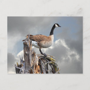 CANADA GOOSE POSTKARTE
