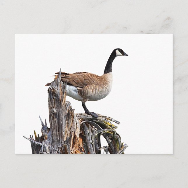 CANADA GOOSE POSTKARTE (Vorderseite)