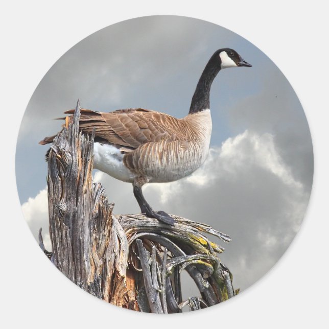 CANADA GOOSE RUNDER AUFKLEBER (Vorderseite)