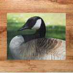 Canada Goose Wildlife Foto<br><div class="desc">Das Foto-Puzzle mit dem Thema Natur zeigt das wunderschöne Kanadengas. Spaß für die ganze Familie! HINWEIS: Das Bild ist für Rätsel bis zu 16 x 20 Zoll konzipiert.</div>