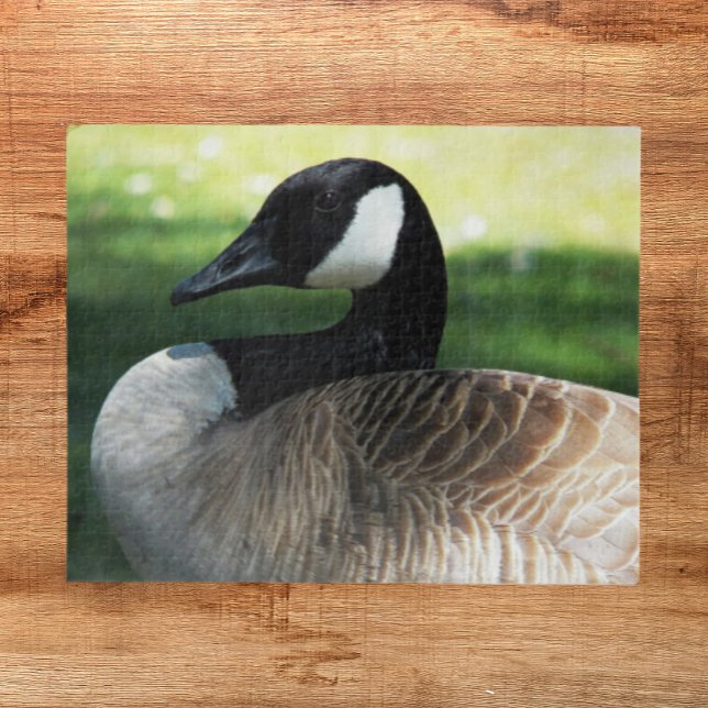 Canada Goose Wildlife Foto (In Situ)