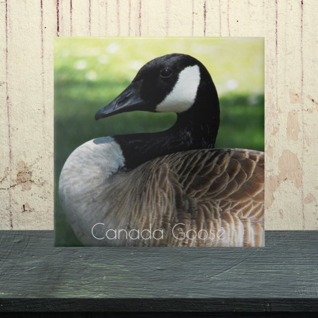 Canada Goose Wildlife Foto Fliese (In Situ)