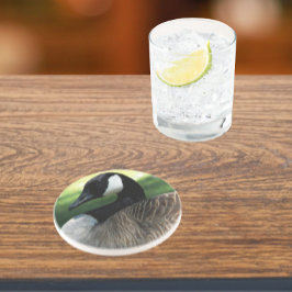 Canada Goose Wildlife Foto Sandstone Getränkeuntersetzer