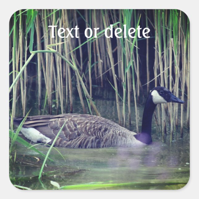 Canada Goose Wildlife Nature Personalisiert Quadratischer Aufkleber (Vorderseite)
