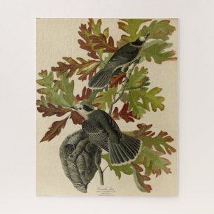 Canada Jay (Gray Jay) - Audubon's Birds of America