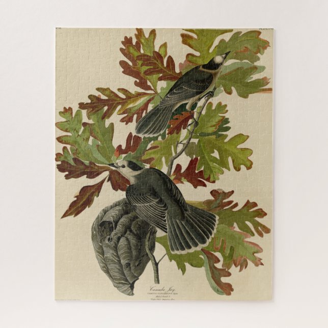 Canada Jay (Gray Jay) - Audubon's Birds of America (Vertikal)