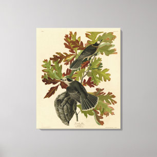 Canada Jay (Gray Jay) - Audubon's Birds of America Leinwanddruck