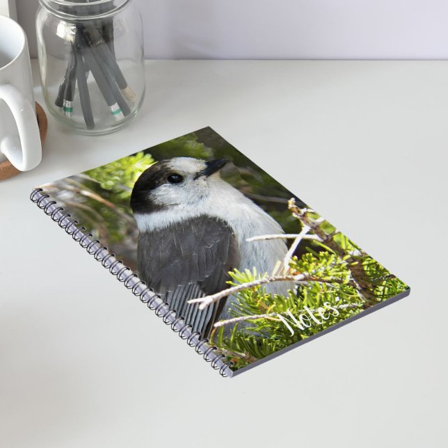 Canada Jay Nature Foto Notizblock (In Situ)