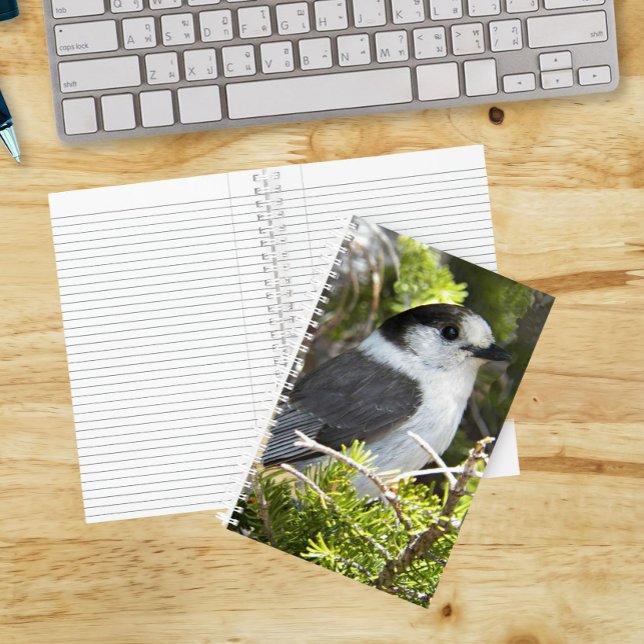 Canada Jay Nature Foto Notizbuch (In Situ)