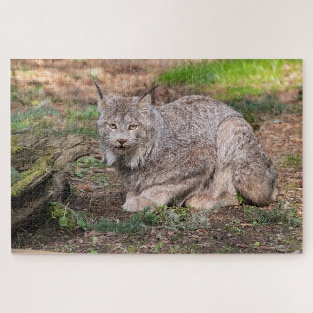 Canada Lynx fordert Nature Lover heraus (Horizontal)