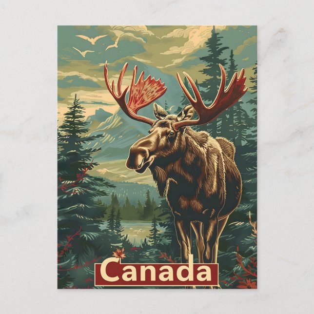 Canada Moose Vintag Postkarte (Vorderseite)