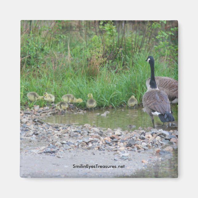 Canada Oies Maman Bébés Nature Photo Magnet (Devant)