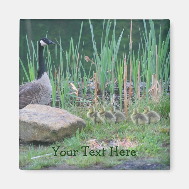 Canada Oies Maman Bébés Nature Photo Magnet (Devant)