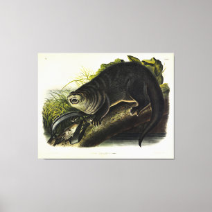 Canada Otter (Fluss Otter) - Audubons Quadrupeds Leinwanddruck