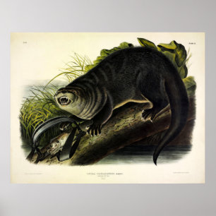 Canada Otter (Fluss Otter) - Audubons Quadrupeds Poster
