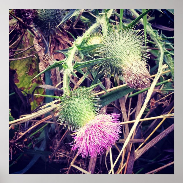 Canada Thistle Poster (Vorne)