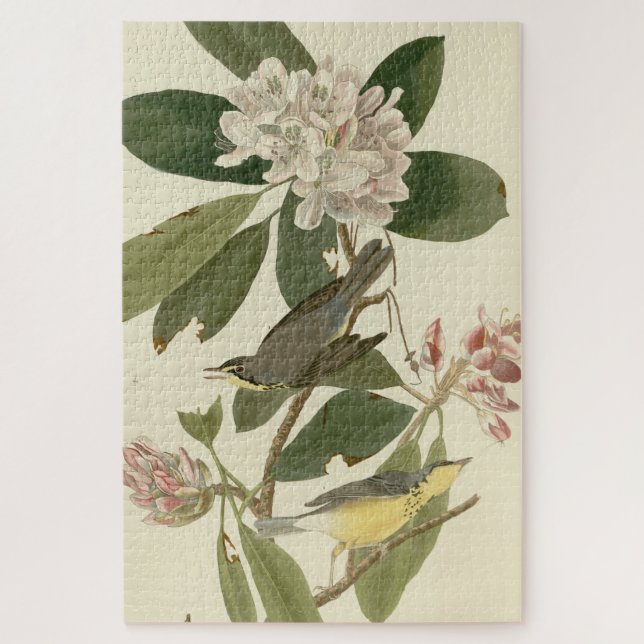 Canada Warbler von Audubon's Birds of America (Vertikal)