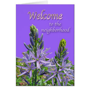 Canadensis Lily Welcome