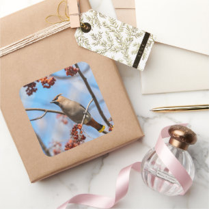 Canadian Brown Bohemisch Waxwing Bird Fotografy Quadratischer Aufkleber