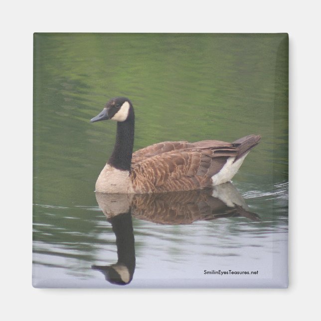 Canadian Gänse Reflections Natur Foto Magnet (Vorne)