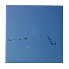 Canadian geese in flight fliese
