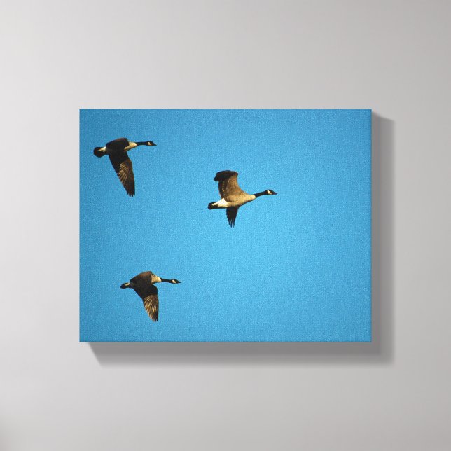 Canadian geese in flight leinwanddruck (Vorderseite)