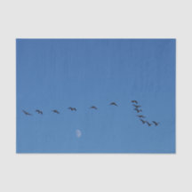 Canadian geese in flight