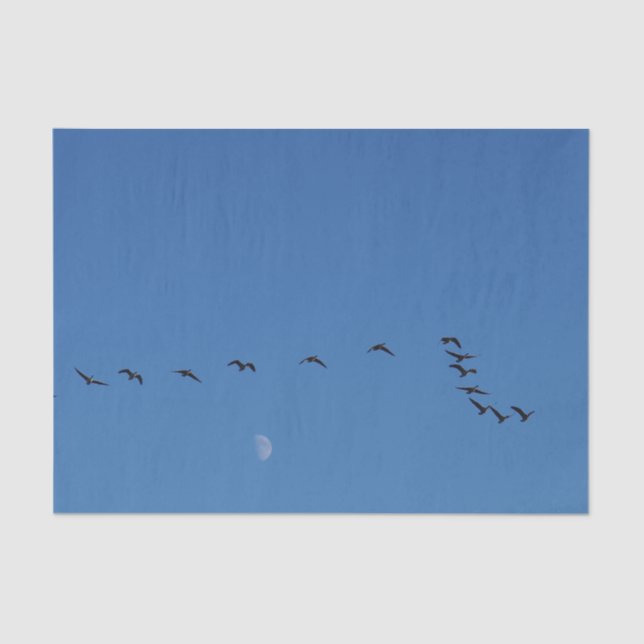 Canadian geese in flight seidenpapier (Vorderseite)