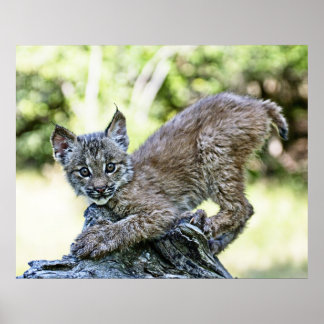 Canadian Lynx Kitten Poster