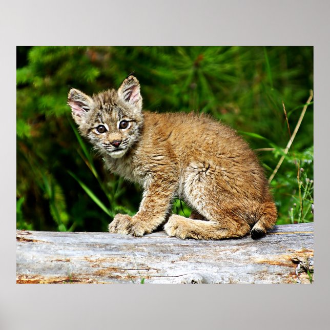 Canadian Lynx Kitten Poster (Vorne)