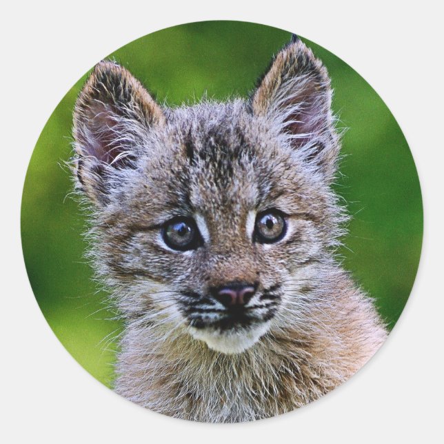 Canadian Lynx Kitten Runder Aufkleber (Vorderseite)