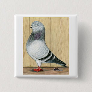 Canadian Show Tippler Blue Grizzle Button