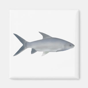 Canara Barb Magnet