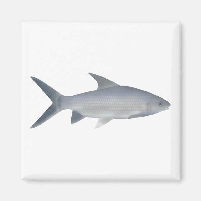 Canara Barb Magnet (Vorne)