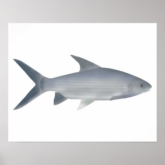 Canara Barb Poster (Vorne)