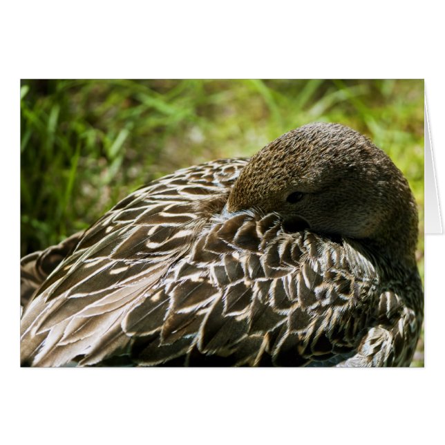 Canard (Devant horizontal)