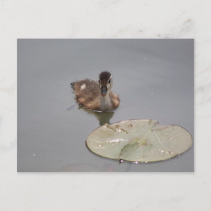 Canard à bois - Carte postale de canard