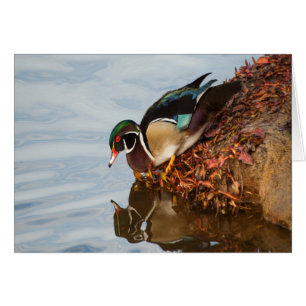 Canard à bois sur le rivage
