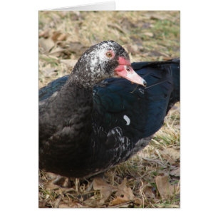 Canard à muscovy