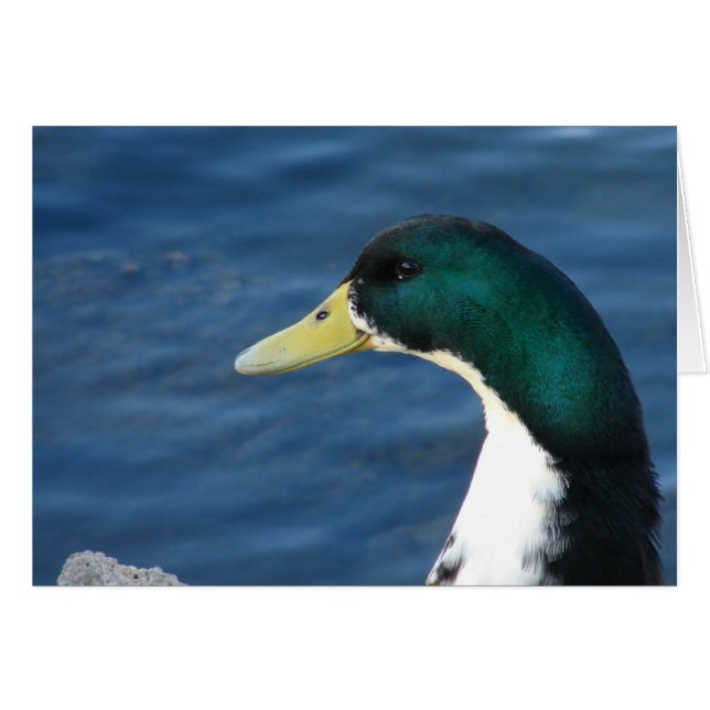 Canard au parc (Devant horizontal)