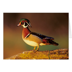 Canard branchu mâle, Illinois